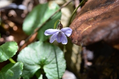Viola nannei