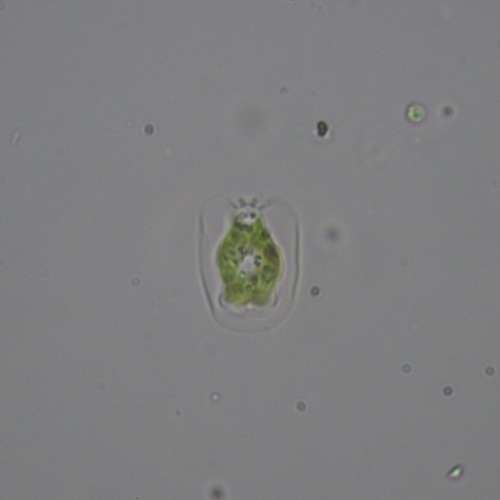 Pteromonas cordiformis