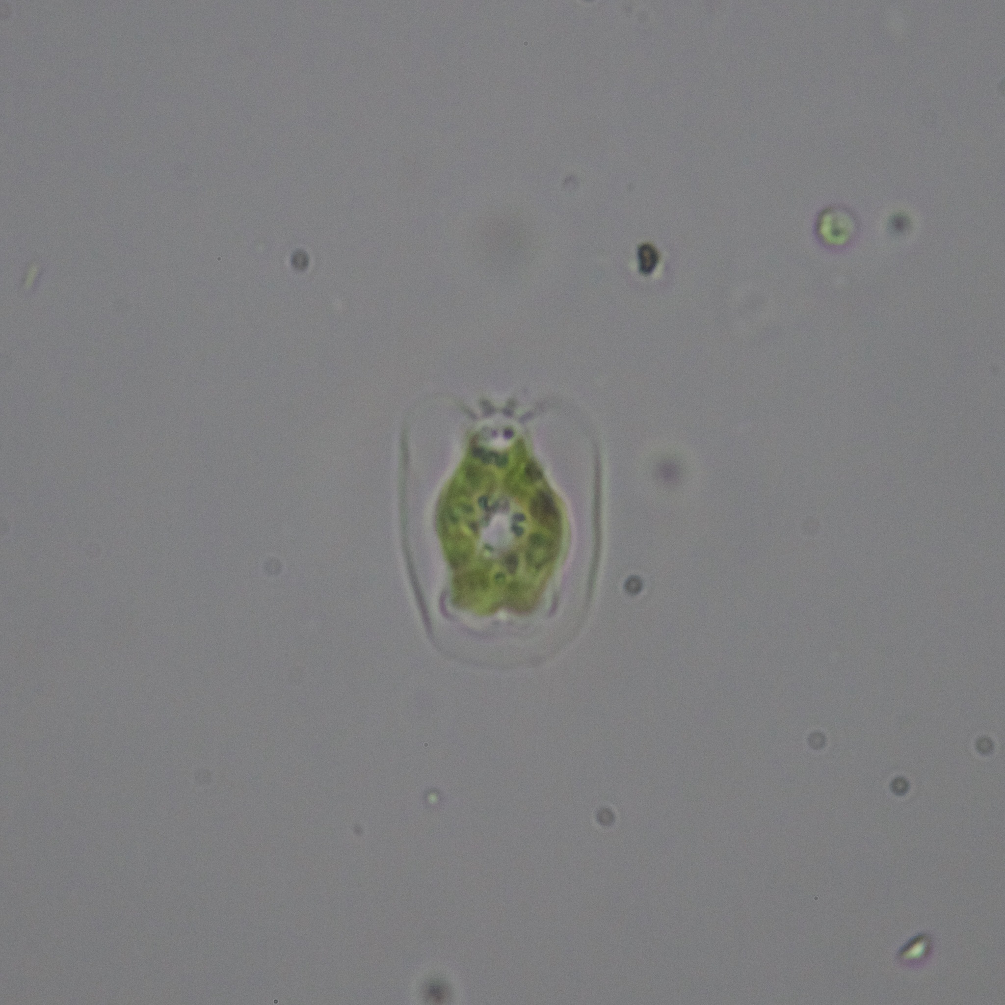 Pteromonas cordiformis