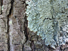Crespoa crozalsiana