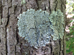 Crespoa crozalsiana