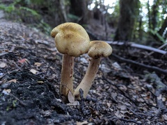 Armillaria limonea
