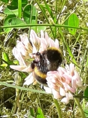 Bombus lucorum
