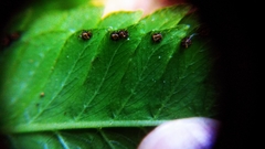 Amblovenatum terminans