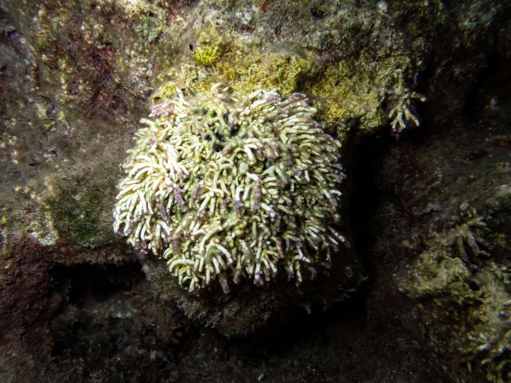 Titanoderma trochanter