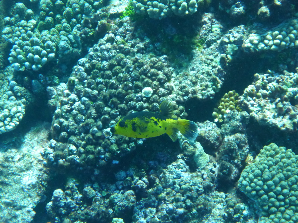 Blackspotted puffer