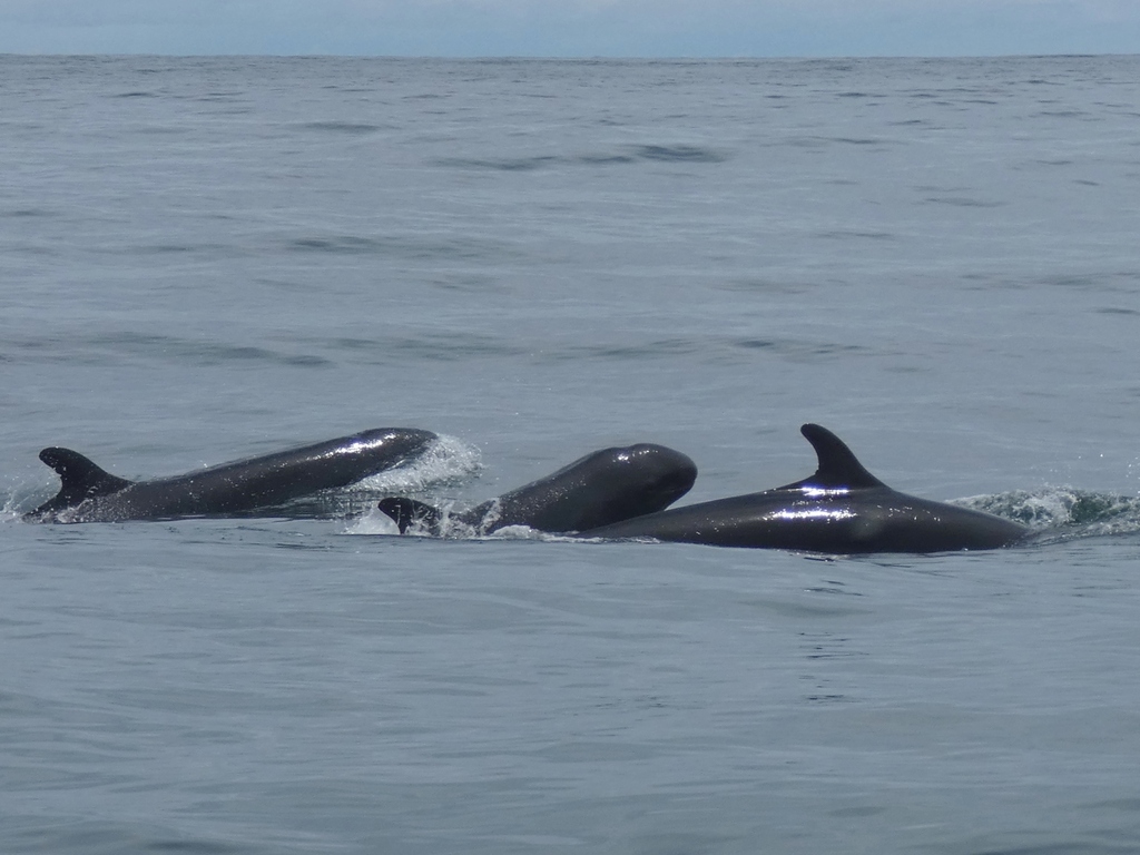 Group of false killer whales surfacing together
