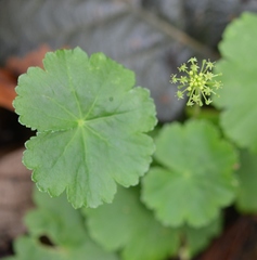 Hydrocotyle mexicana