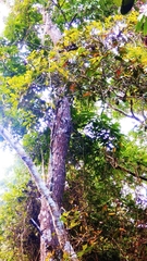 Callosciurus notatus