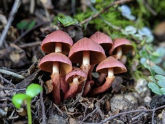 Cortinarius cardinalis