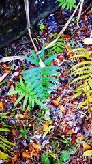 Amblovenatum terminans