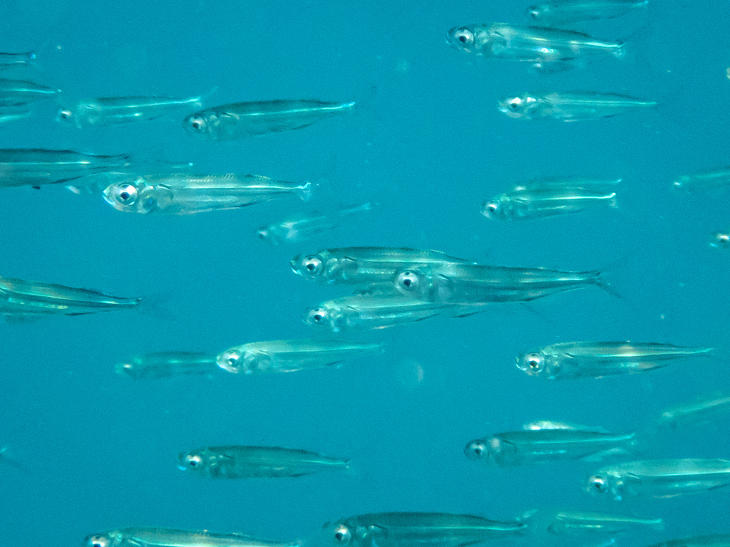 Red Sea hardyhead silverside