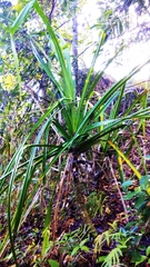 Pandanus houlletii