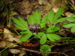 Corydalis intermedia