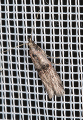 Nephopterix angustella