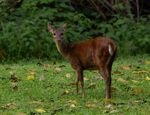 Mexican Red Brocket (Mazama temama)
