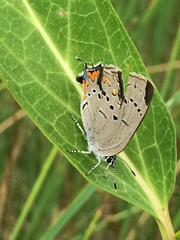 Satyrium acadica