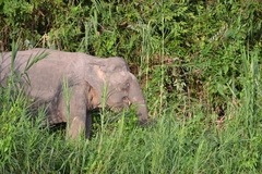 Elephas maximus borneensis