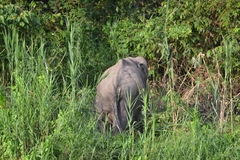 Elephas maximus borneensis