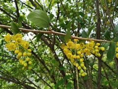 Berberis aristata
