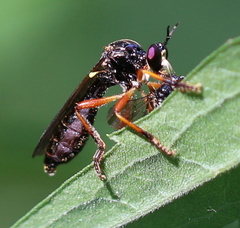 Dioctria cothurnata