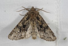 Pachetra sagittigera