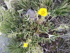 Potentilla argyrophylla