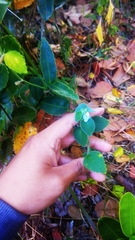 Leucas decemdentata