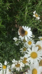 Maniola jurtina