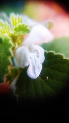 Leucas decemdentata