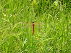 Libellula needhami