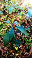Strobilanthes crispus