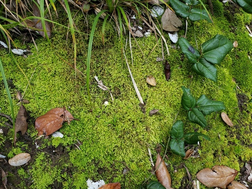 Chileobryon callicostelloides, 2019-08-25