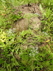 Oenantheae