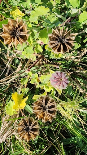 Image of Abutilon sonneratianum by (c) Jane le Roux, some rights reserved (CC BY)