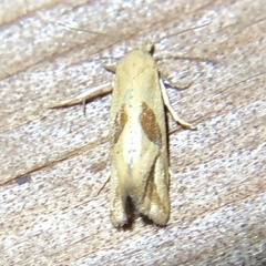 Eugnosta bimaculana
