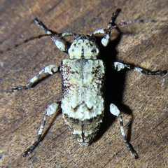 Leptostylus