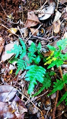 Pteris heteromorpha