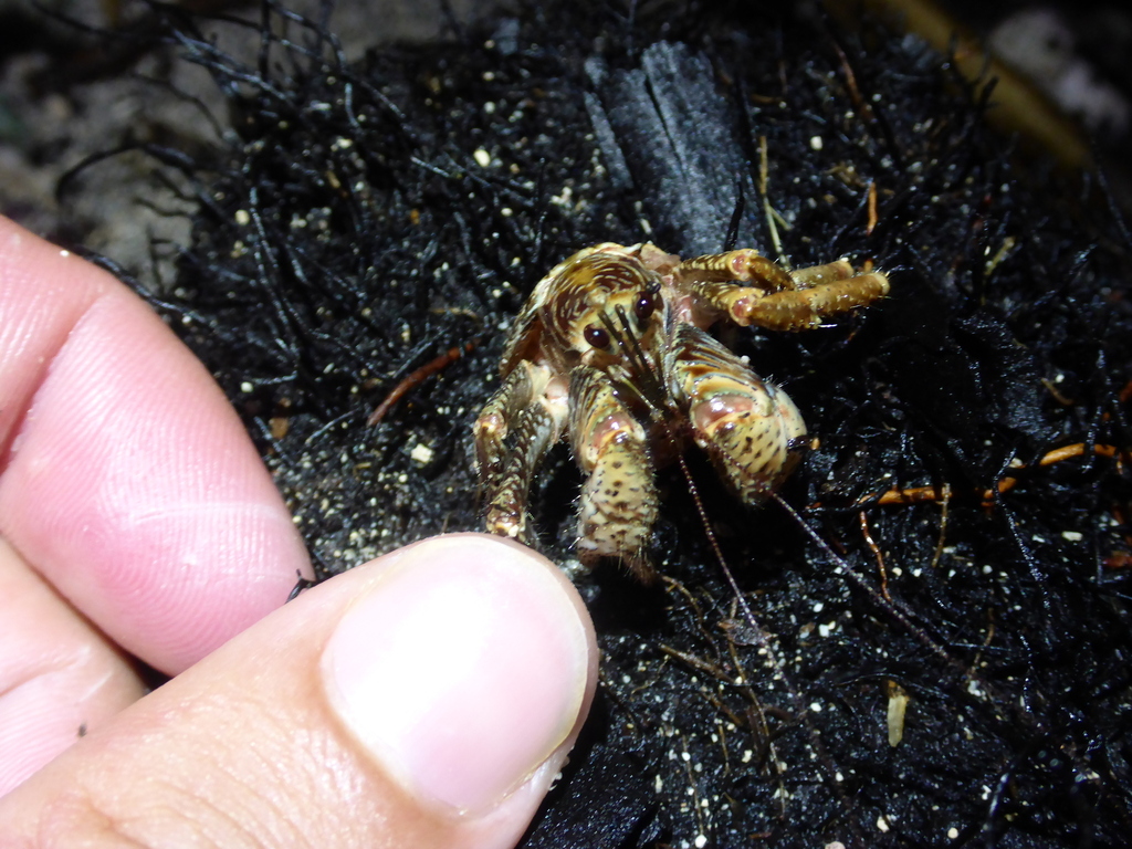 Caranguejo-dos-Coqueiros (Birgus latro) · BioDiversity4All, image size:1024x768