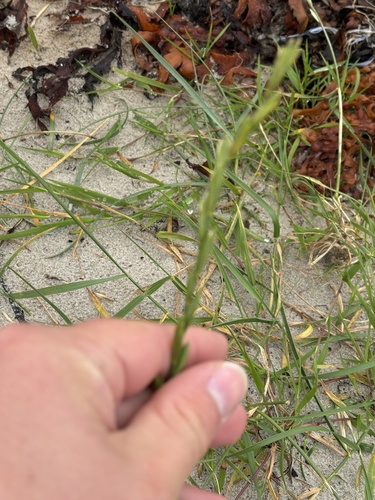 Image of Elymus farctus by (c) Kian Hayles-Cotton, some rights reserved (CC BY)
