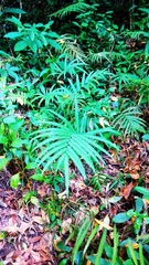 Amblovenatum terminans