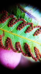 Amblovenatum terminans