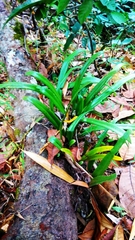 Pyrrosia longifolia
