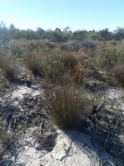 Thamnochortus punctatus