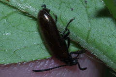 Lagria rufipennis
