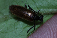 Lagria rufipennis