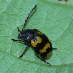 Gallerucida bifasciata