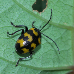 Gallerucida bifasciata