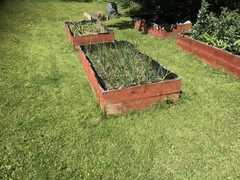 Buxus sempervirens