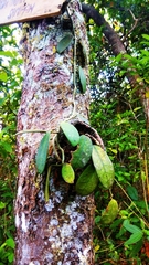 Hoya